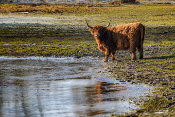 Scottish highland cows at the field at sunny winterday. Cows trying to break the ice to drink water