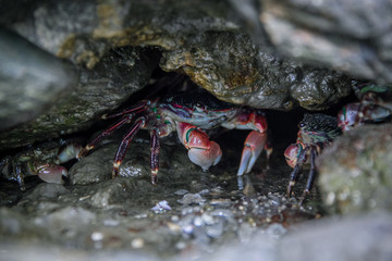 Hiding Crabs