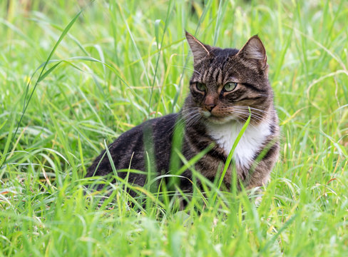 Getigerte Katze im Gras