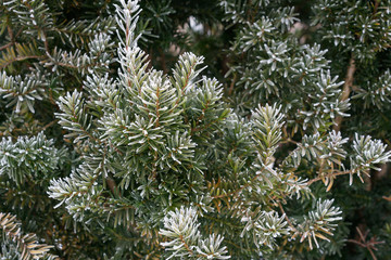 Coniferous branches covered with hoarfrost. Close up.