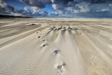 Fototapeta na wymiar tracks on sand beach on windy day