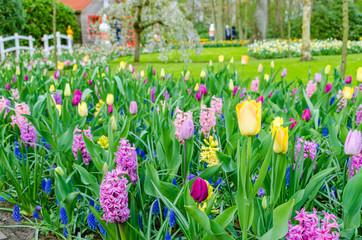 Purple hyacinths blooming in spring among colorful flower field of tulips at Keukenhof garden in Netherlands.