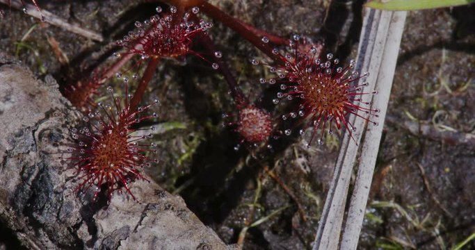 shots of a sun dew plant in the wild
