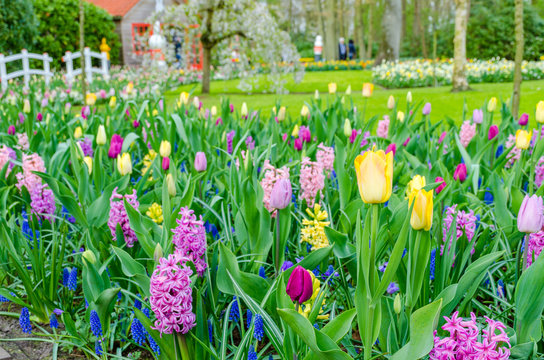 Purple hyacinths blooming in spring among colorful flower field of tulips at Keukenhof garden in Netherlands.