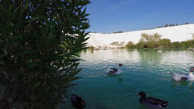 Ducks on the lake in the Pamukkale National Park. Turkey.