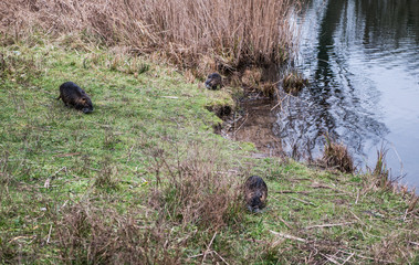 Alb/Karlsruhe/Deutschland