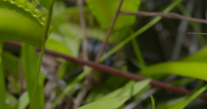 shots of venus fly traps in the wild