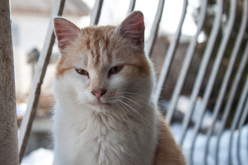 Cat outdoors in the winter