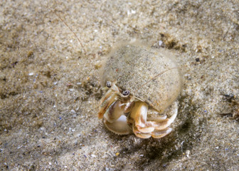 Hermit Crab