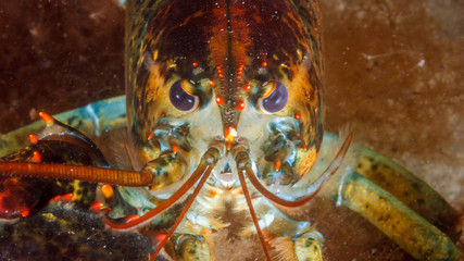 American Lobster Eyes Centered