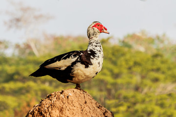 Duck standing on the mound in the farm.