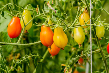 Fresh cherry tomato on a branch in the garden.