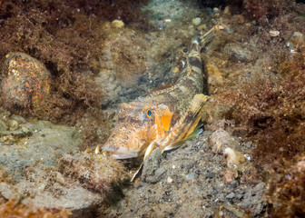 Northern Sea Robin Right