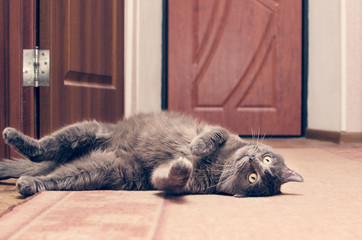 Gray cat lying on the floor