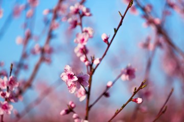 Blossom.