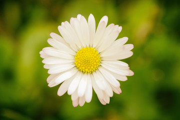 Obraz premium Desabrochar