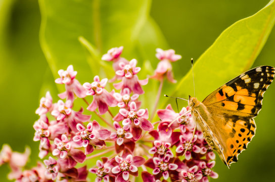 The painted lady butterfly (Vanessa cardui) on Purple flowers