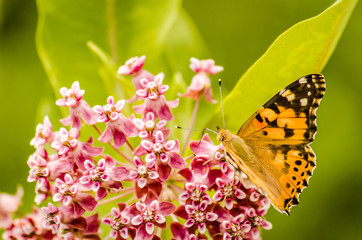 The painted lady butterfly (Vanessa cardui) on Purple flowers