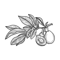 Plum. Fruit. Vector illustration. 