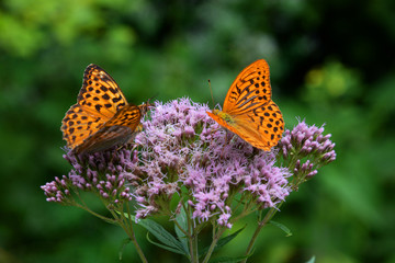 two big beautiful orange butterfly on big purple flower 