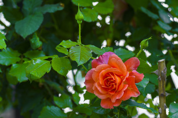 Beautiful fresh orange rose
