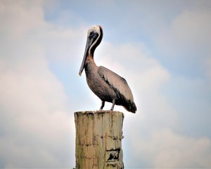 Louisiana Pelican