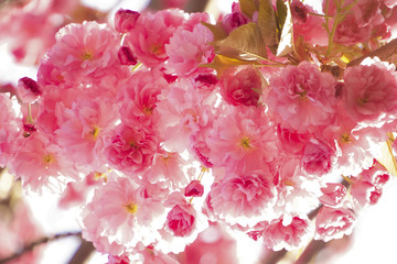 Flor de cerezo japonés