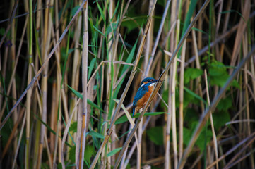protected animal species  wildlife, beautiful colorful little bird in natural river habitat