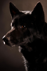 Ein schwarzer Hund im Tierporträt