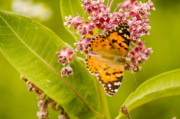 The painted lady butterfly (Vanessa cardui) on Purple flowers