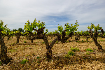Fototapeta na wymiar Les vignes au printemps. Provence, France. 