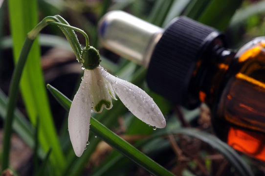 Galanthus nivalis Sn&ouml;droppe Bucaneve Puistolumikello Snowdrop Śnieżyczka Kleines Schneegl&ouml;ckchen Подснежник белоснежный przebiśnieg Kikeleti h&oacute;vir&aacute;g Galanto Gewoon sneeuwklokje زهرة اللبن الشتوية 