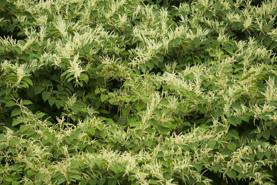 knotweed - Polygonum Cuspidatum-invasivo con flores