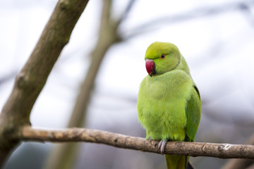 Rose-ringed Parakeet close-up