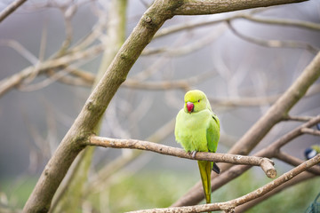 Rose-ringed Parakeet and a European Robin