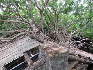 Roof of the Anping Tree house