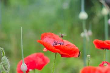Red poppy flower on a green background