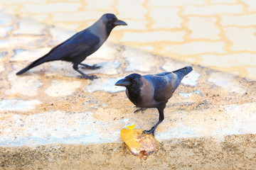 Obraz premium Black ravens with prey