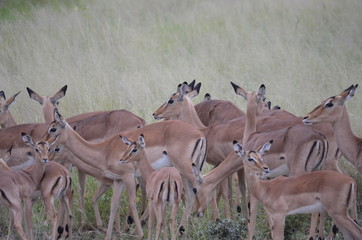 Impalas at Kruger National Park - South Africa