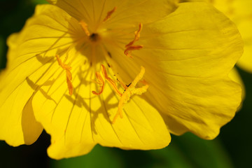 yellow flower close up at day.
