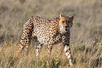 Cheetah walking in Tiger Canyons Game Reserve In South Africa