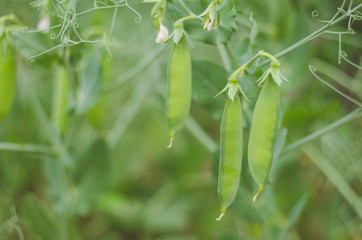 Pods of green peas grow on the garden