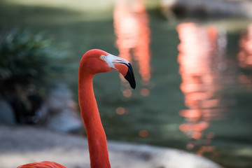 Close up of a Flamingo head and neck 