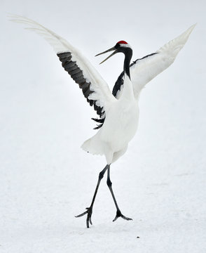 Dancing Cranes. The red-crowned crane (Scientific name: Grus japonensis), also called the Japanese crane or Manchurian crane, is a large East Asian crane.

