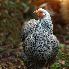 zwerg Wyandottenhuhn