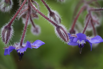Starflower plant also known as borage