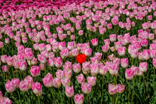 Champ De Tulipes Roses Un Tulipe Rouge Provence France Stock Photo Adobe Stock