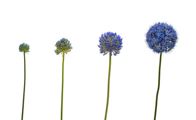 The sequence of blooming blue Allium caesium - obrazy, fototapety, plakaty