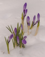 Crocuses in the snow