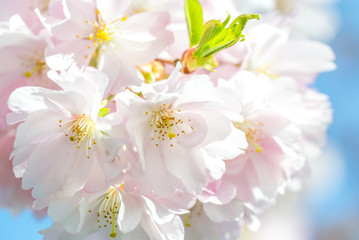 Fototapeta na wymiar Ast mit blühender japanischer Kirschblüte
